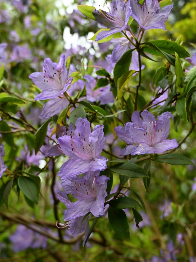 R. augustinii